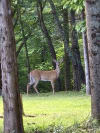 Trail cam