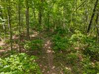 Several fruit trees and other plants are spread throughout the property! 4835 Summertown Hwy Summertown, TN 38483