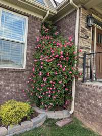 This beautiful climbing rose greets you at the front door!
