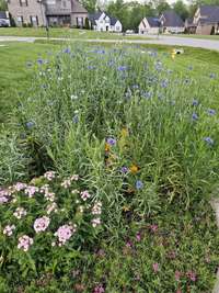 Beautiful flower bed in front yard.