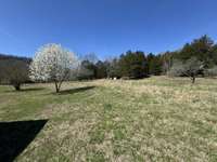 Flowering trees in the yard