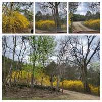 love the spring forsythia!