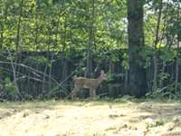 Baby Deer
Back Yard off
of New Concrete Patio