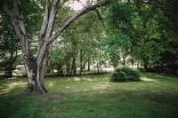 Mature trees with shade!