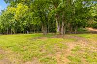 I think this tree could hold your very own tire swing or bed swing