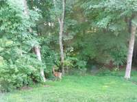 Deer visiting in the back yard!