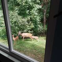 Deer visiting in the back yard!