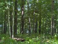Mature hardwoods and valuable timber, creating a lush, wooded landscape teeming with wildlife.