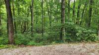 Wonderful wooded lot.  Plenty of wildlife!