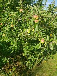 Home even has a crabapple tree!