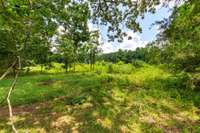 trees/field behind house