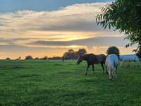 Whether you're sipping sweet tea in a rocking chair or hosting friends for an evening chat, the peaceful beauty of the countryside wraps around you with a view of beautiful horses.