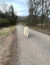 A dog’s eye view of E Lyon Road…quiet, peaceful and perfect for country strolls