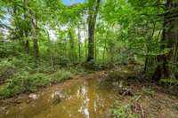 One more look at the creek/branch.
