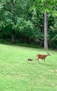 Another view of the deer