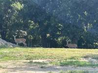Abundant afternoon wildlife can often be seen daily along west side tree line