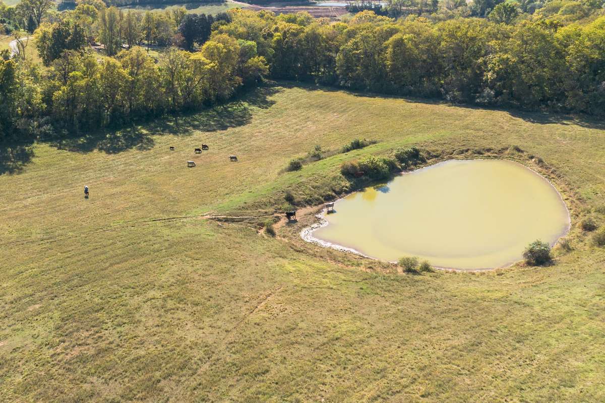 The pond on the property is the haven for our livestock.