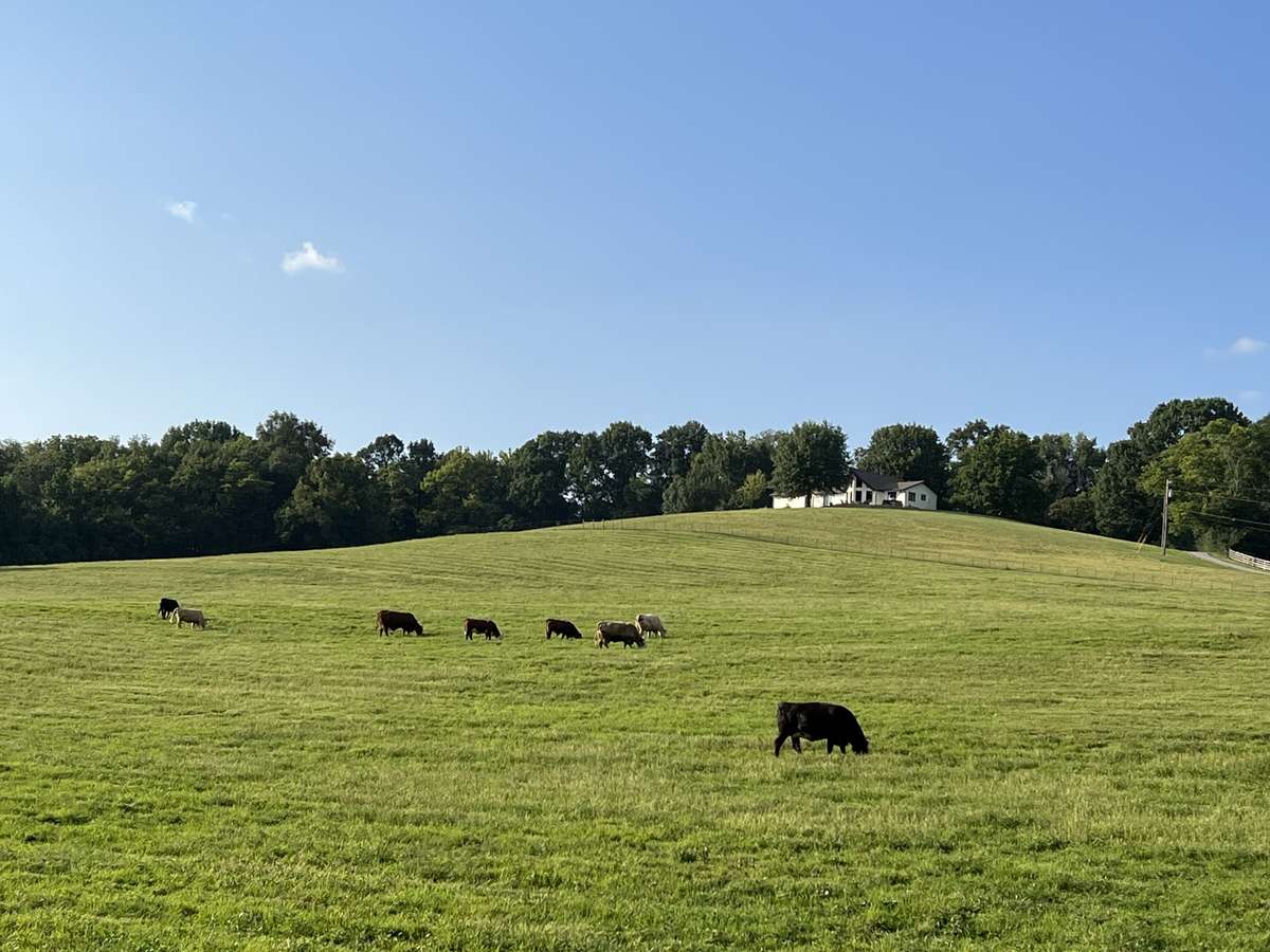 The pastures are just lush! Your animals will not be disappointed!