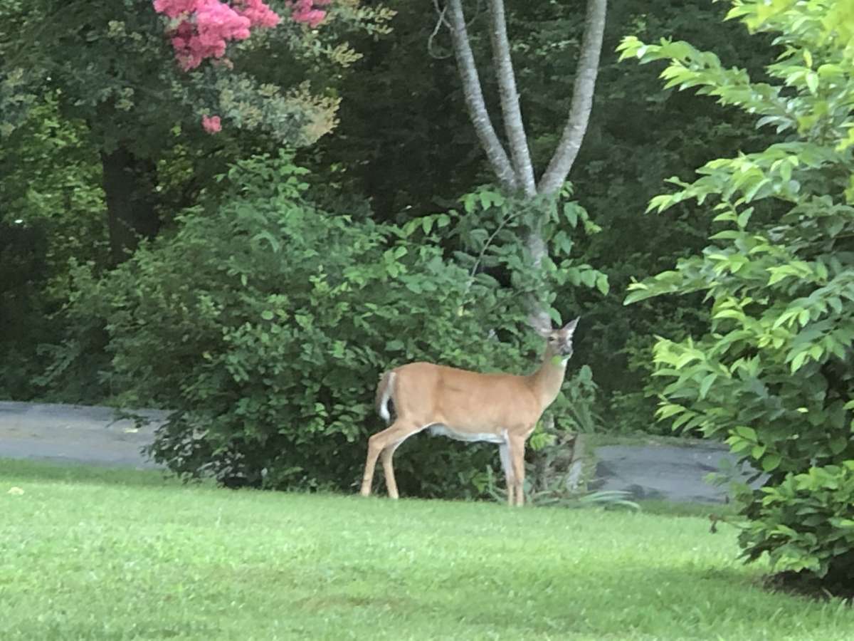Lots and lots of wildlife from deer to turkey and more!
