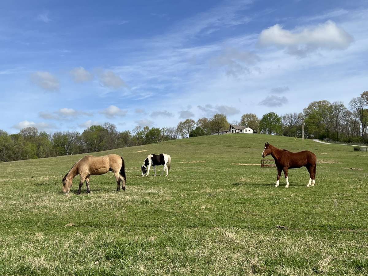 Looking for an equine property? There is plenty of open space and level areas for building an upscale barn or arena for all disciplines of riding.