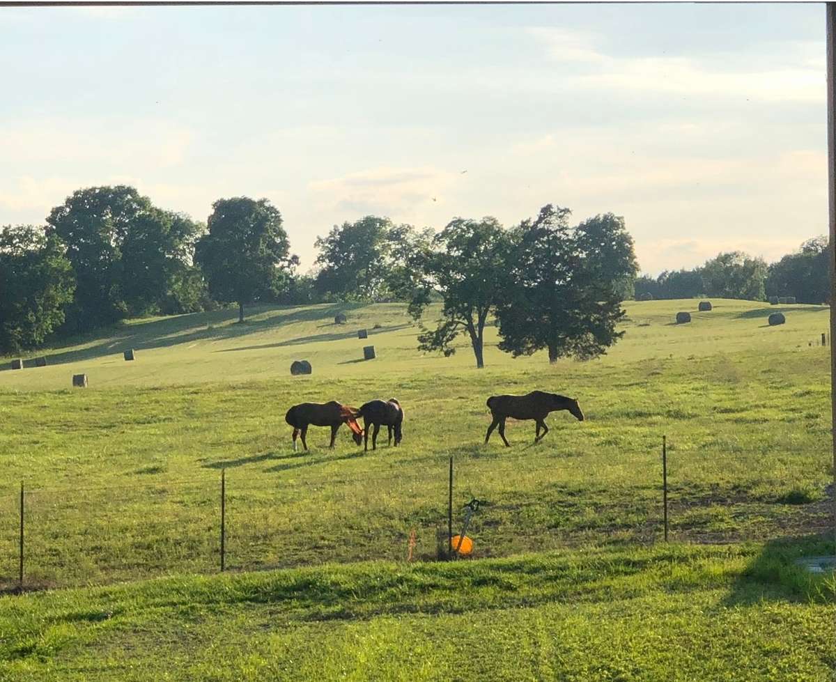 View from the back porch.  Property is fenced and cross fenced.