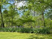 Irises lined up in pageant.