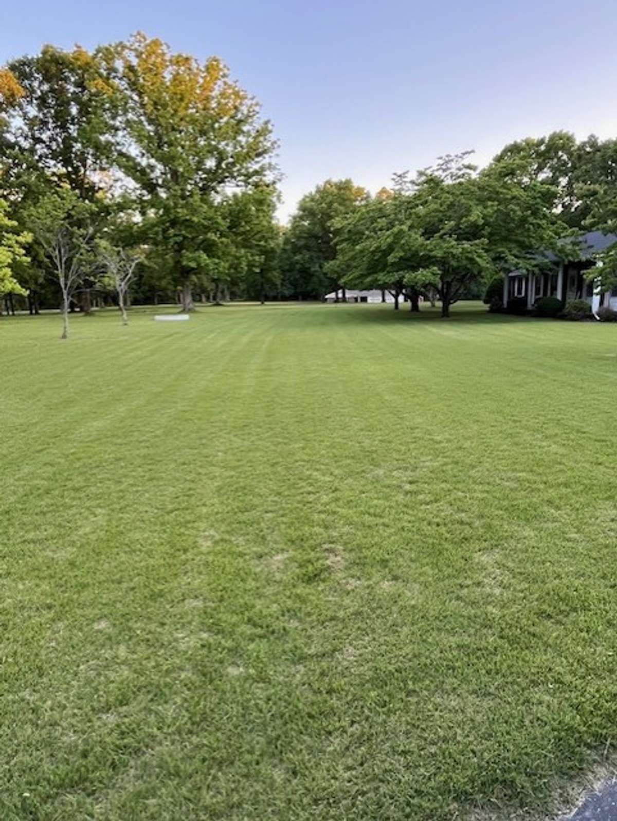 Lush mature Zoysia grass