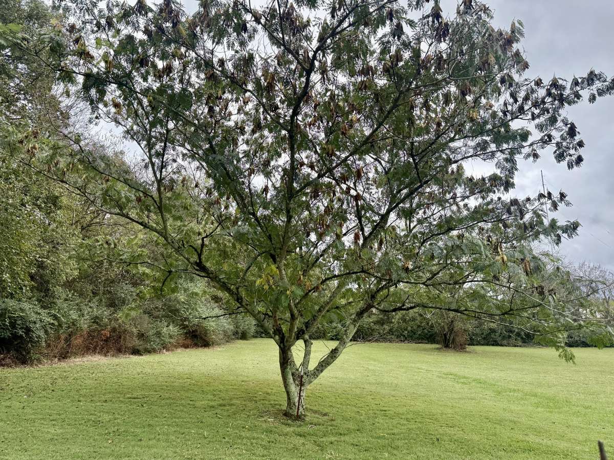 Enjoy the beautiful trees in the backyard and lots of privacy!
