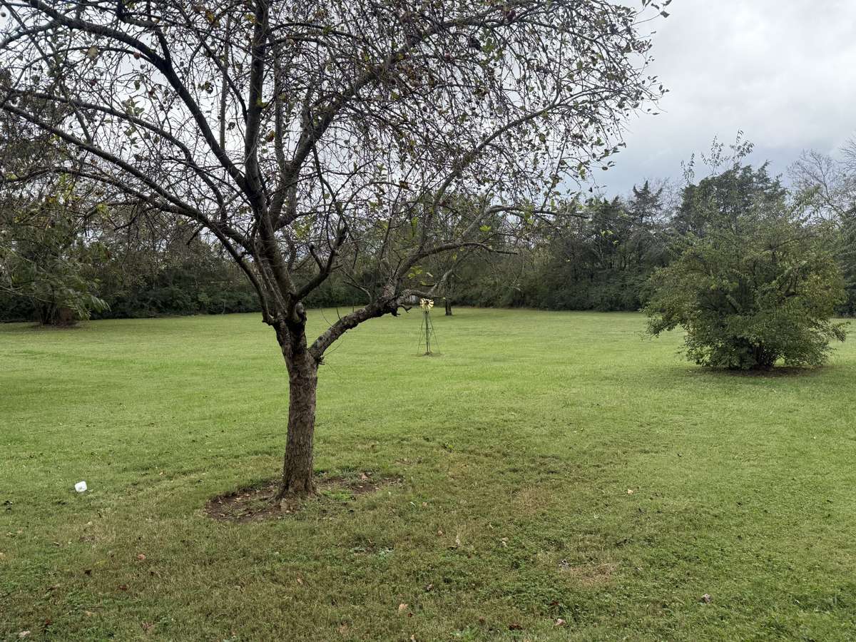 Large back yard with plenty of mature trees