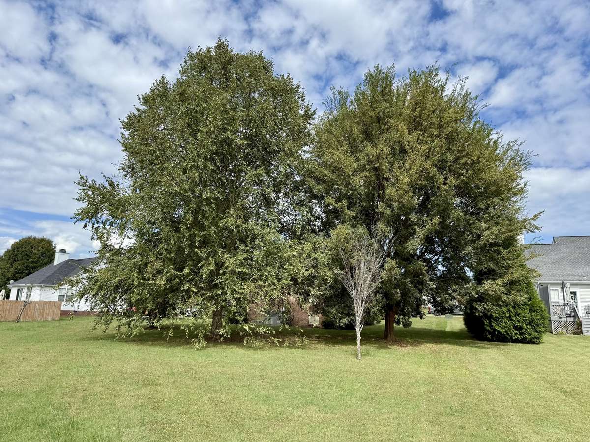 Large back yard