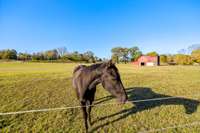 A level to gently rolling pasture for your horses or livestock