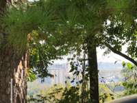 Trim the trees and see the view of the city