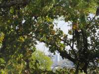 view from the back yard