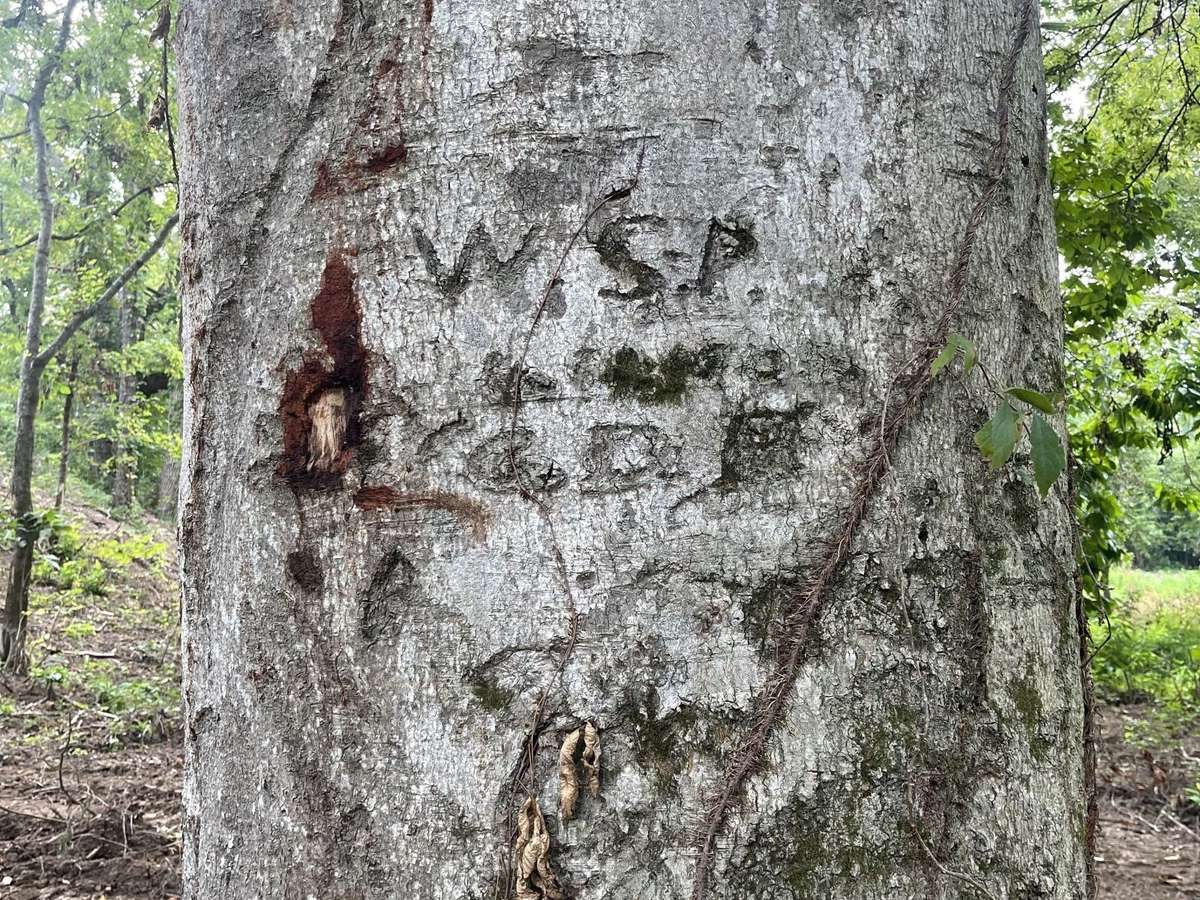 Tree dates back to the Civil War