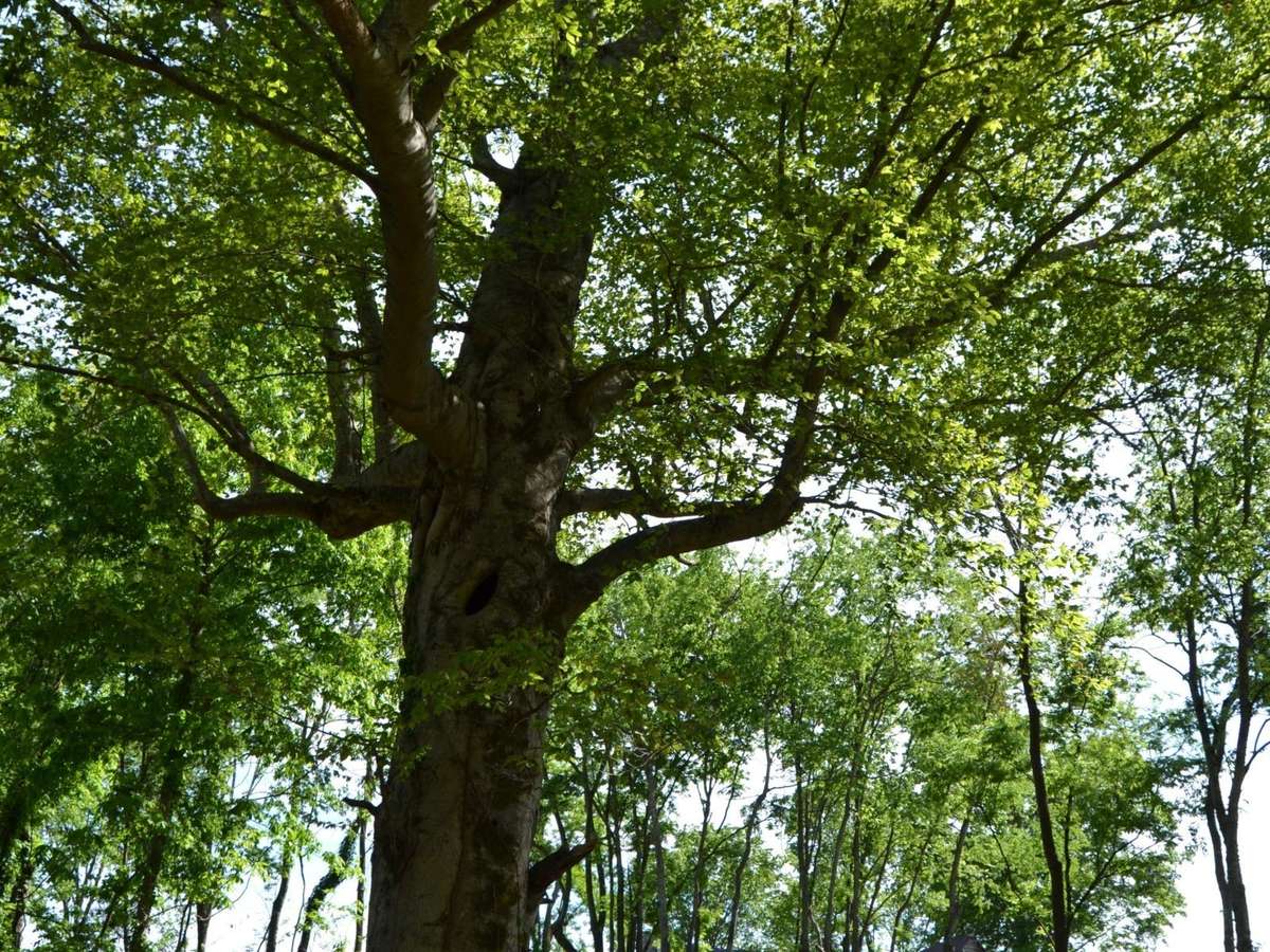 Do you know what an old tree is?   Lucky.  This one probably witnessed history