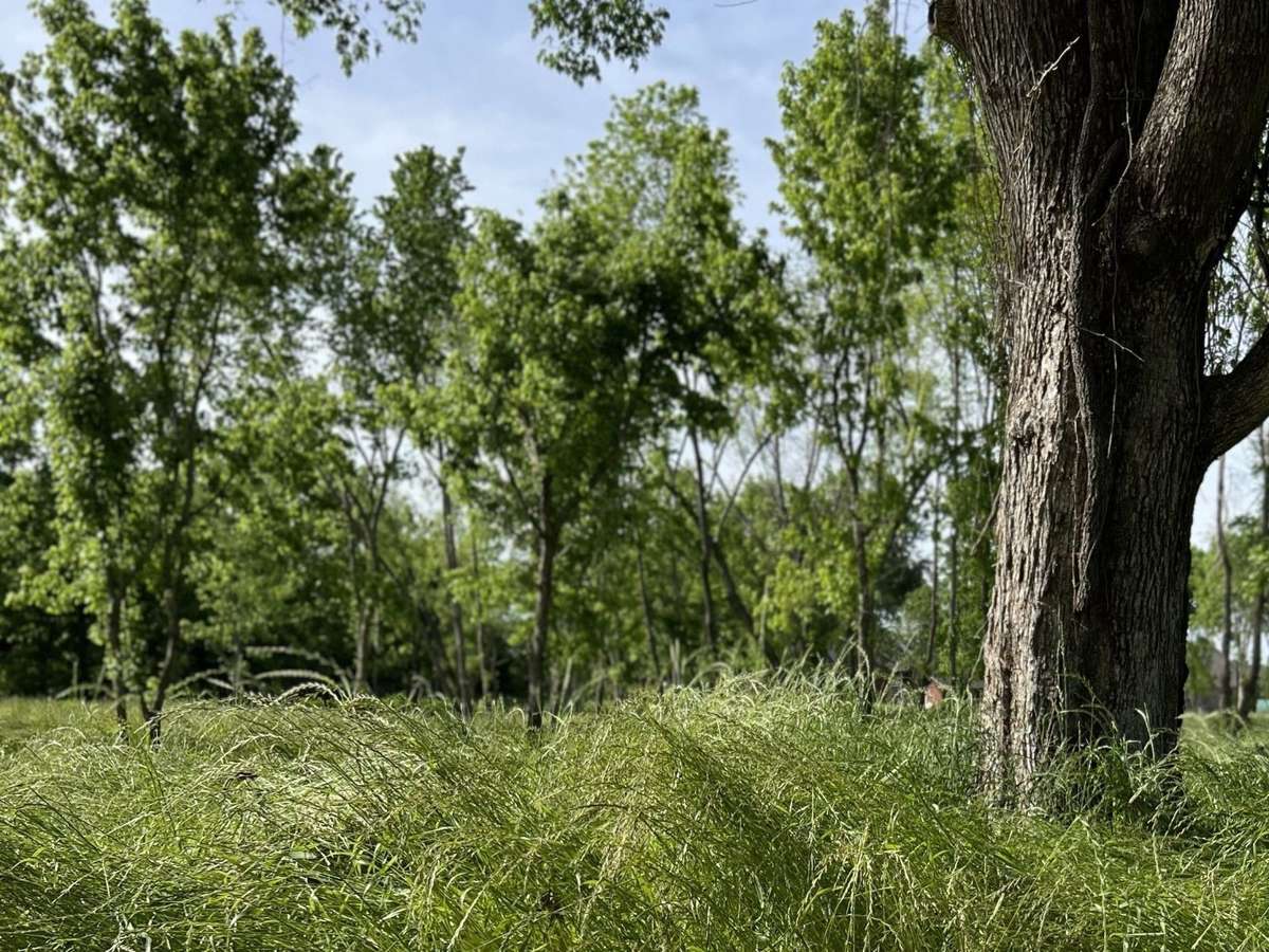 Another view of the Meadow in the rear of the property