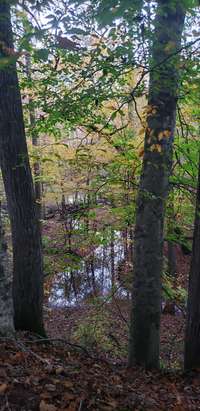 View of creek at back of property.