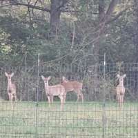 Deer that visit everyday!