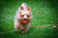 See our new Dog Park!  Now Open! : )  Home sites for Tahoe are across the street!