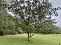 Enjoy the beautiful trees in the backyard and lots of privacy!