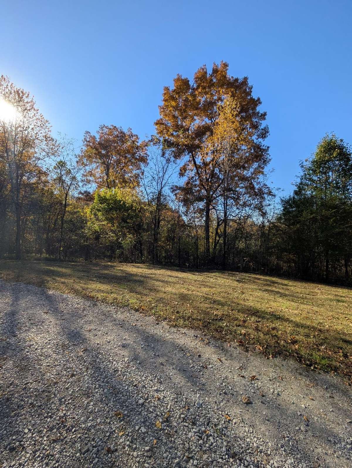 Surrounding Woods