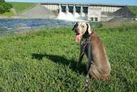 Priest Lake Dog Park
