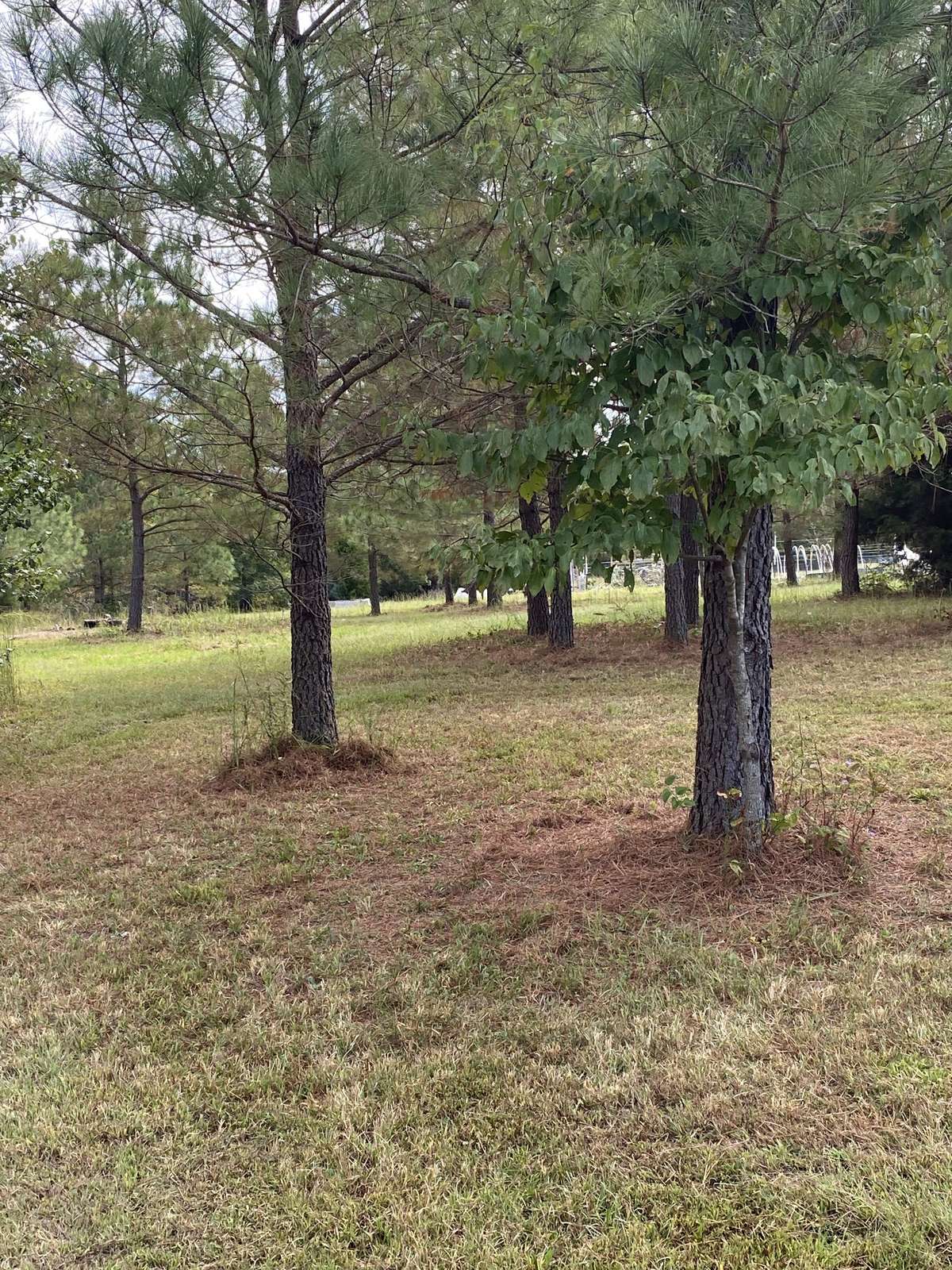 Various trees that landscape the property