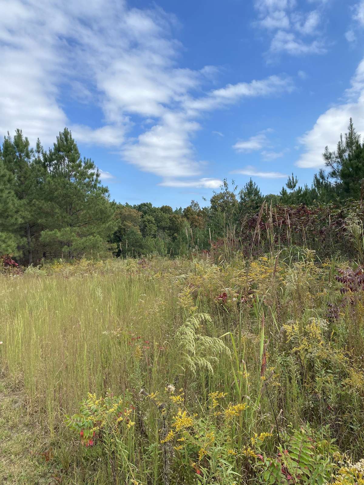 View of the partial meadow