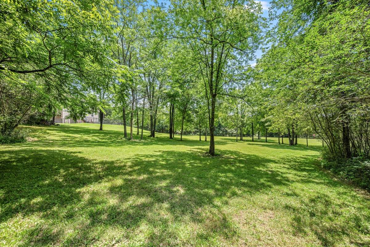 The perfect balance of cleared and shade trees.