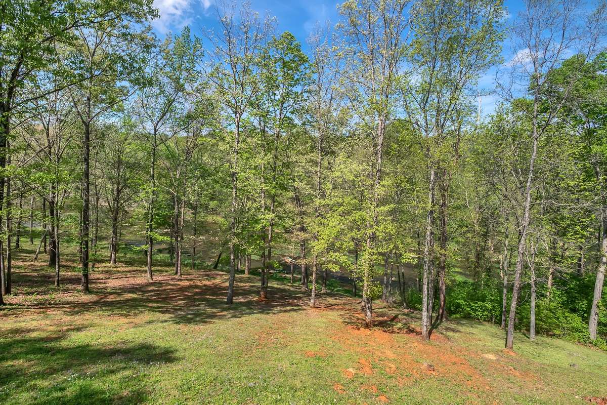 wooded backyard