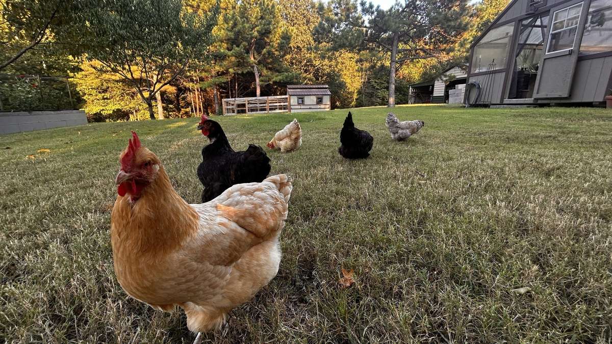Chickens do not convey