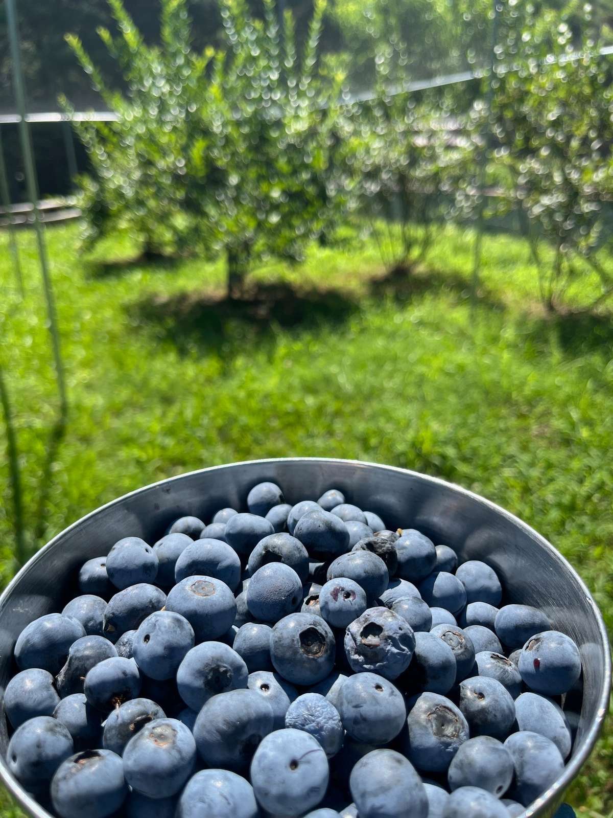 Blueberry Patch