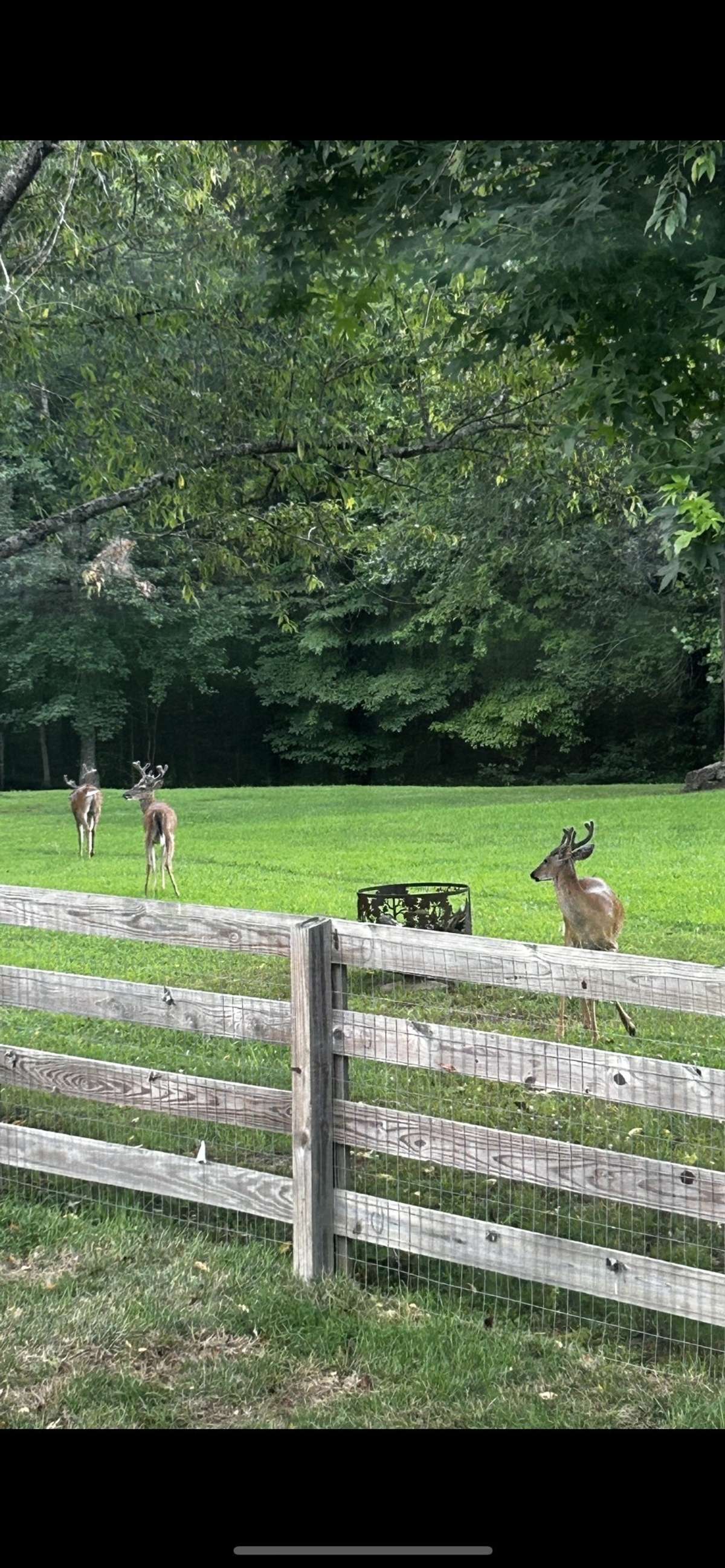 Regular visits from local deer