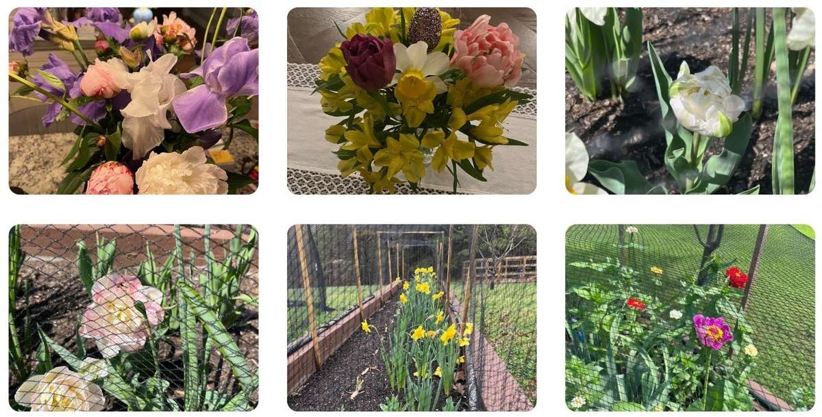 Iris, Several varieties of Daffodils and Tulips. Zinnia planted after bulb season for a beautiful late Summer/Fall bouquet.